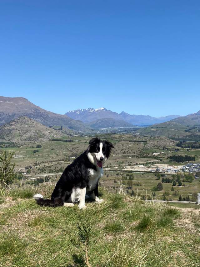 Dog sitting on the summit of Tobin's Track