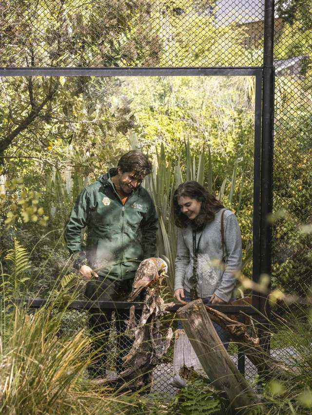 People looking into an enclosure at a Kaka, New Zealand Native Parrot