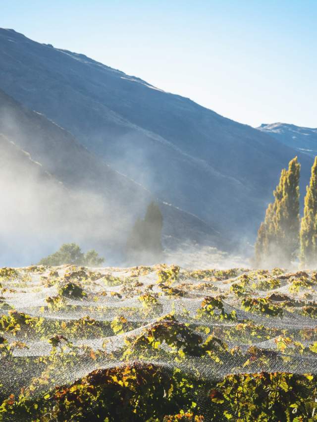 Gibbston Valley Winery