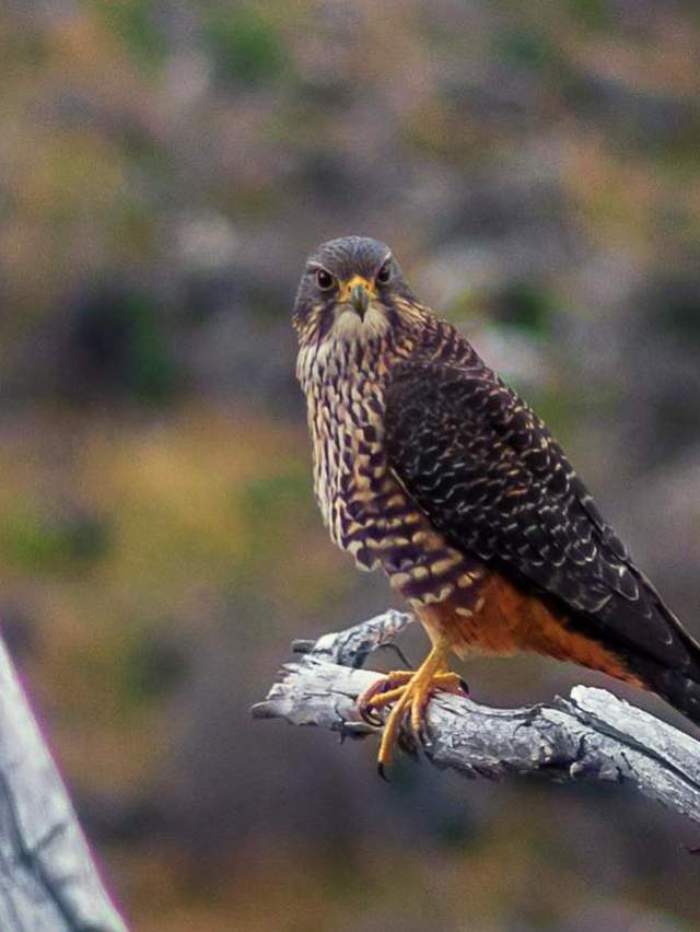 Kārearea, shot by @trinahughes.nz