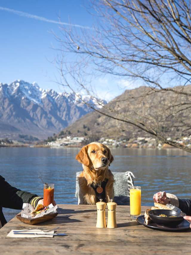 Dog sitting at a restaurant table