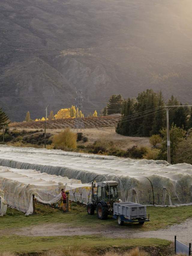 Rows of vines at Coal Pit Winery, Gibbston Valley