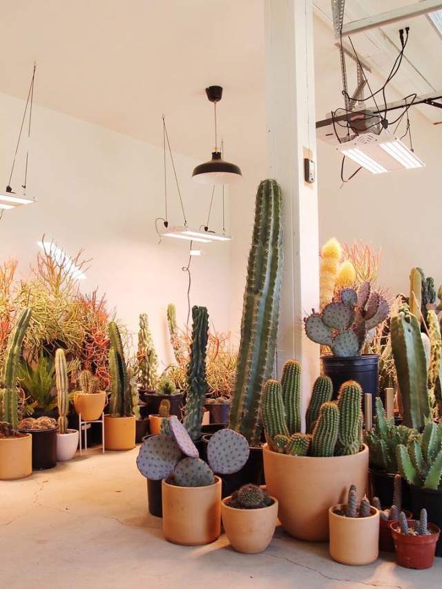 High and Dry Cactus Co.