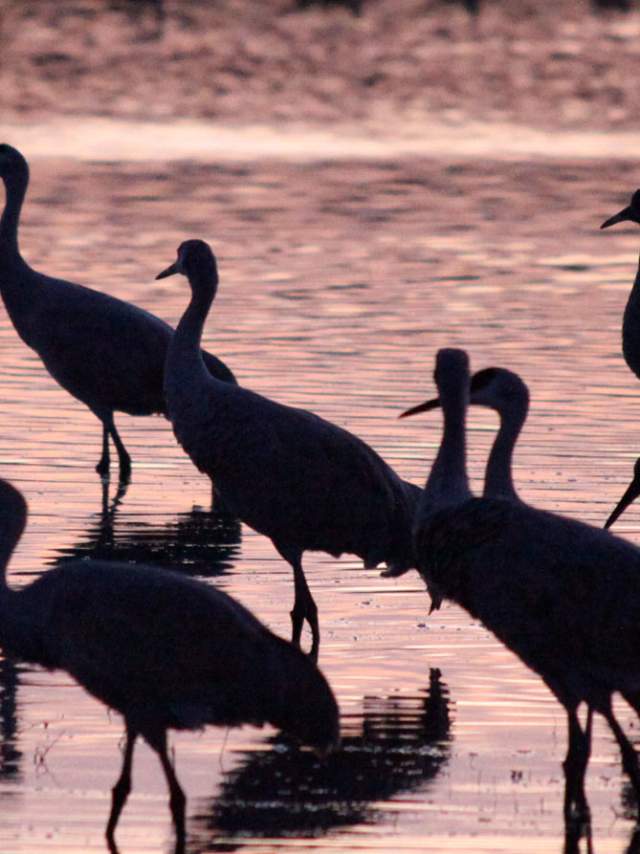 Bird watching at the Bosque del Apache, sandhill cranes.