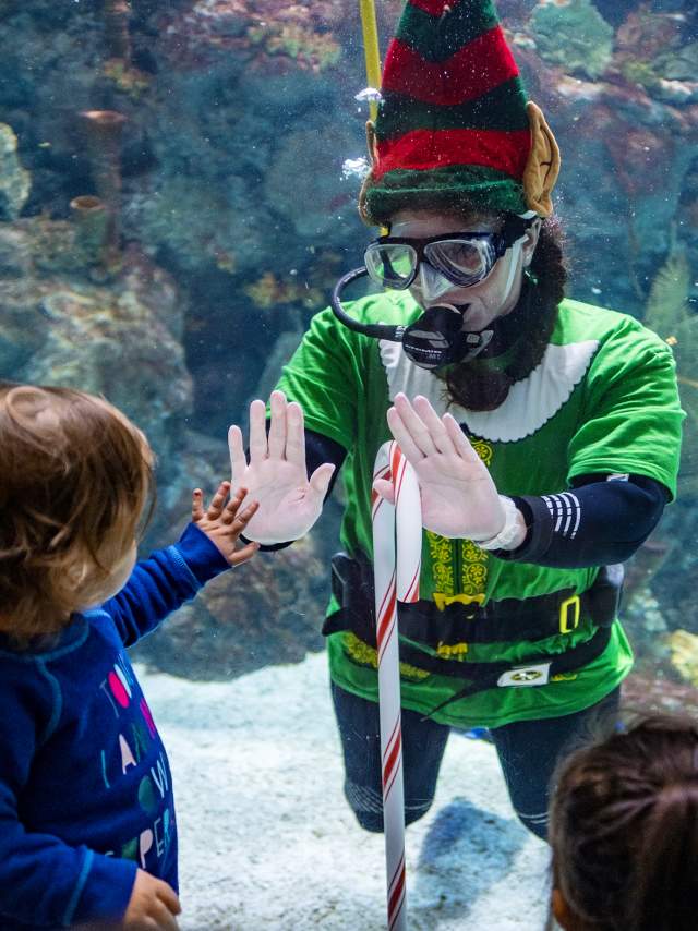 Elf Dive at Zoo