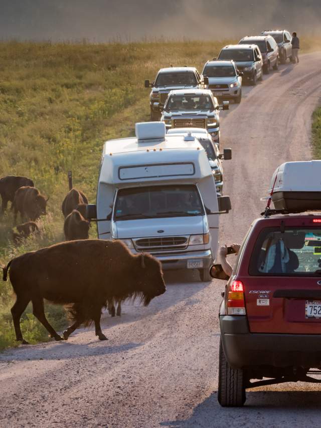 Bison Jam