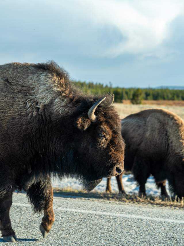 Yellowstone's Bison