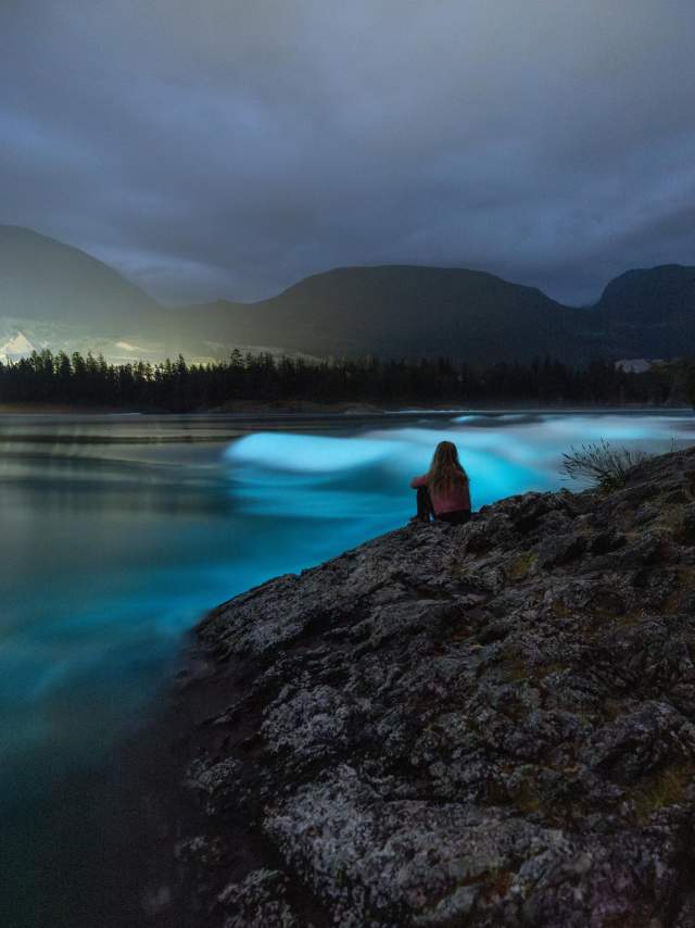Bioluminescence