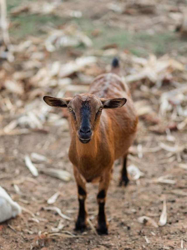 Goat from the petting zoo at Old Baker Farm.