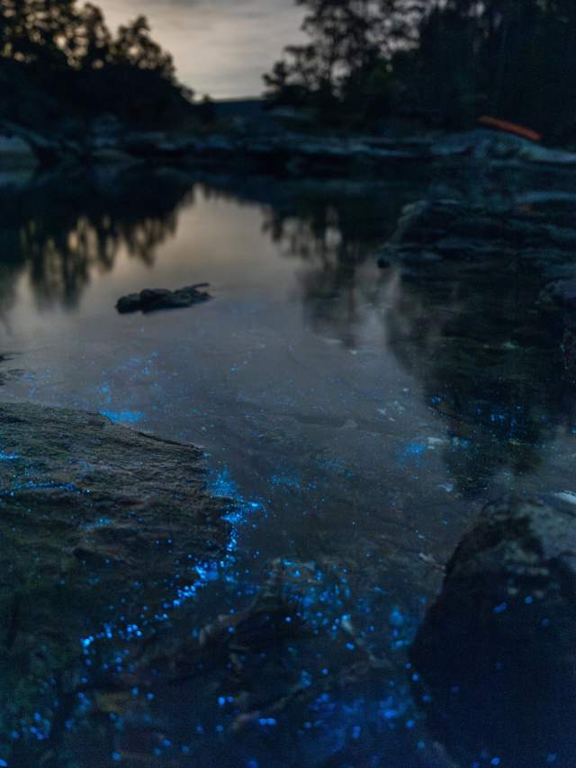 Bioluminescence