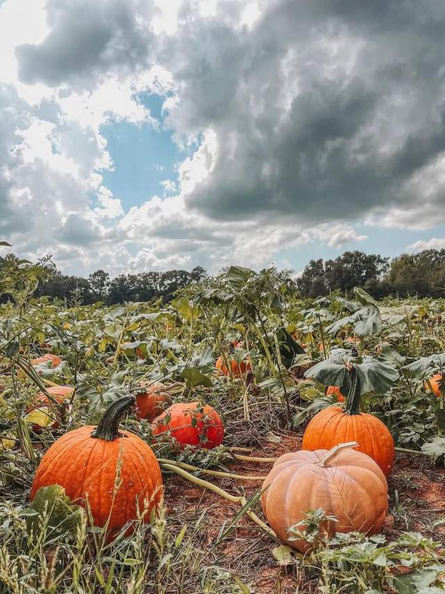 A grouping of pumpkins in the patch at Harpersville's Old Baker Farm.