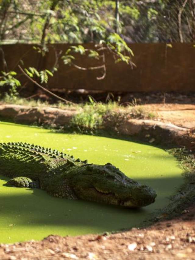 Malcolm Douglas Crocodile Park in Broome