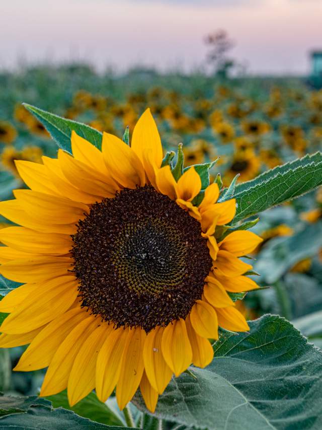 A vivid sunflower in focus with a backdrop of a sunflower field under a sunset sky.