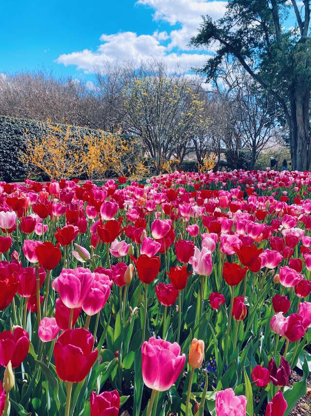 The Dallas Arboretum And Botanical Garden