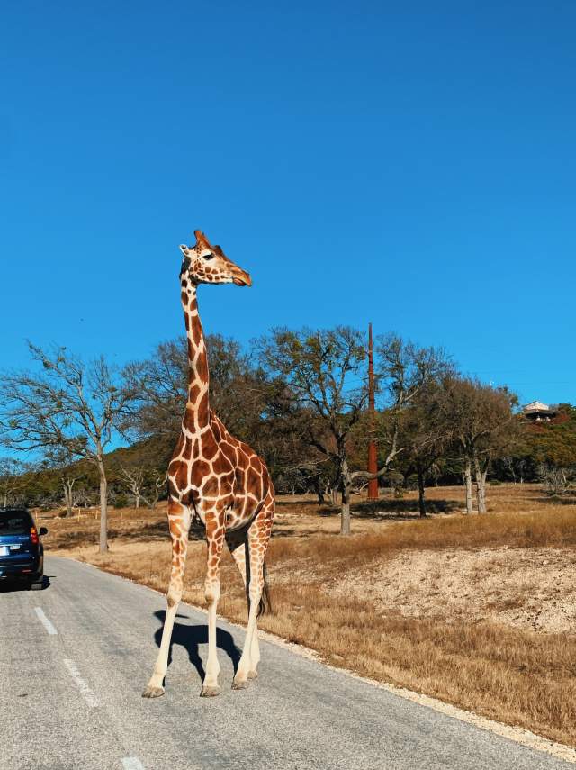 Fossil Rim Giraffe