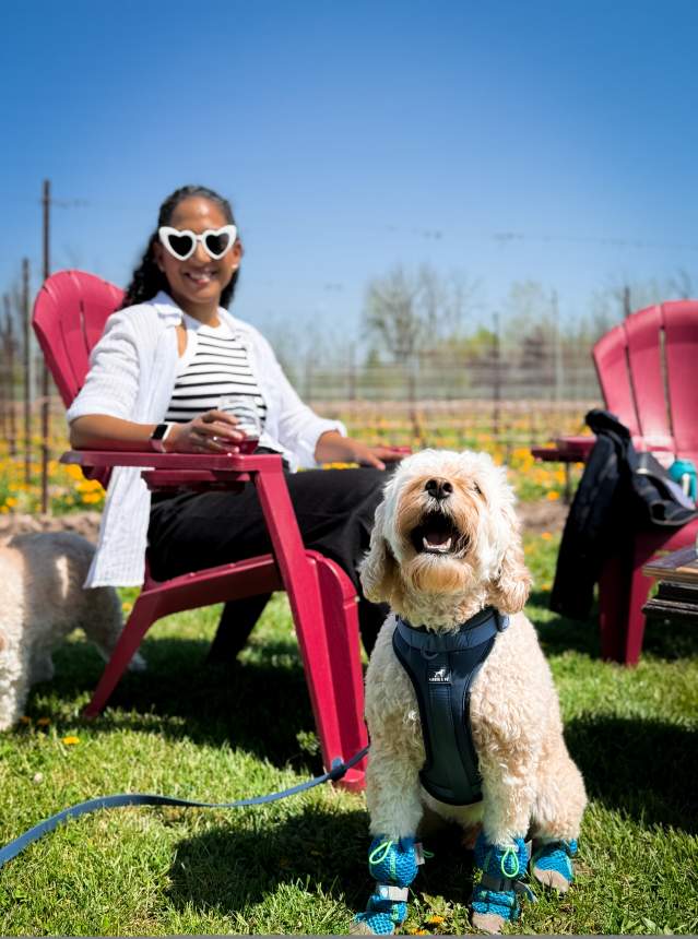 Dog sitting in a vineyard