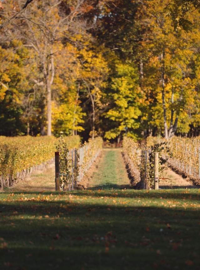 Vineyard
