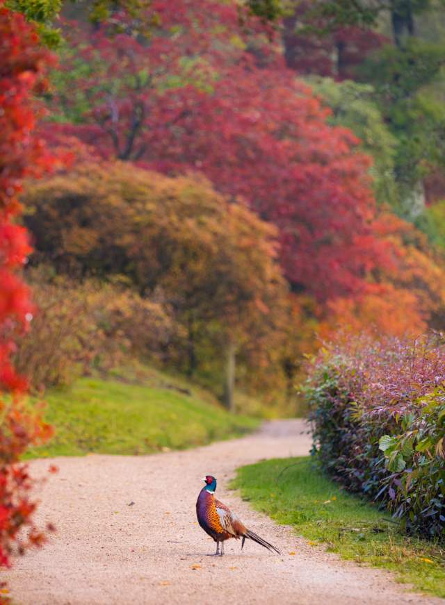 Pheasant standing in between tress with red autumnal colours at Leonardslee Gardens, Sussex