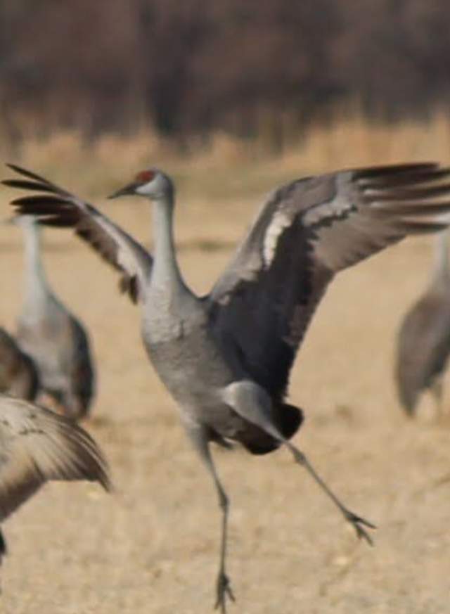 Copy of birding-wildlife