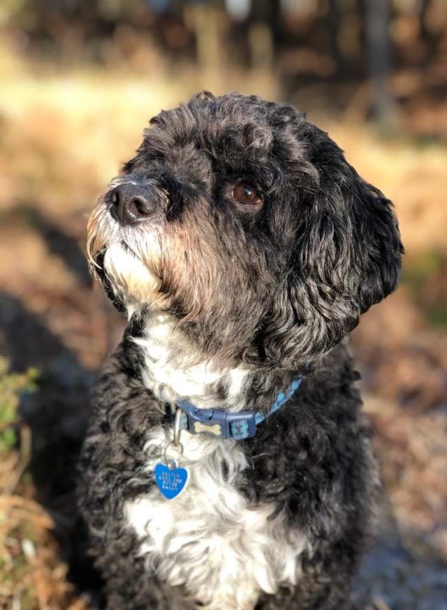 A black and white cute dog looking up