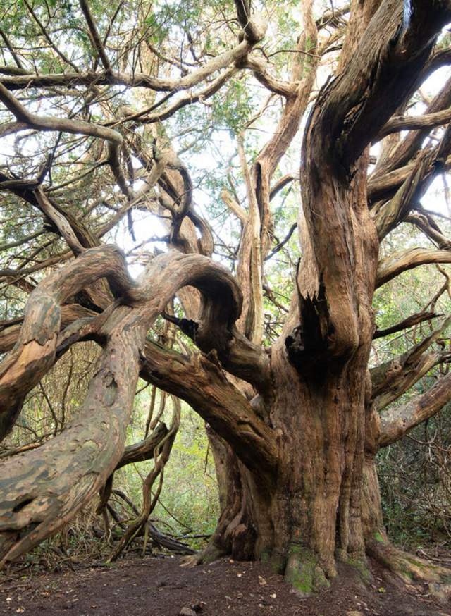 An ancient yew tree with branches stretching to the camera, in Kingley Vale, Sussex
