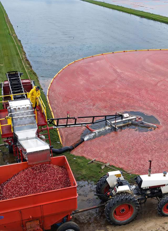 Drone photo of cranberry harvest with a truck