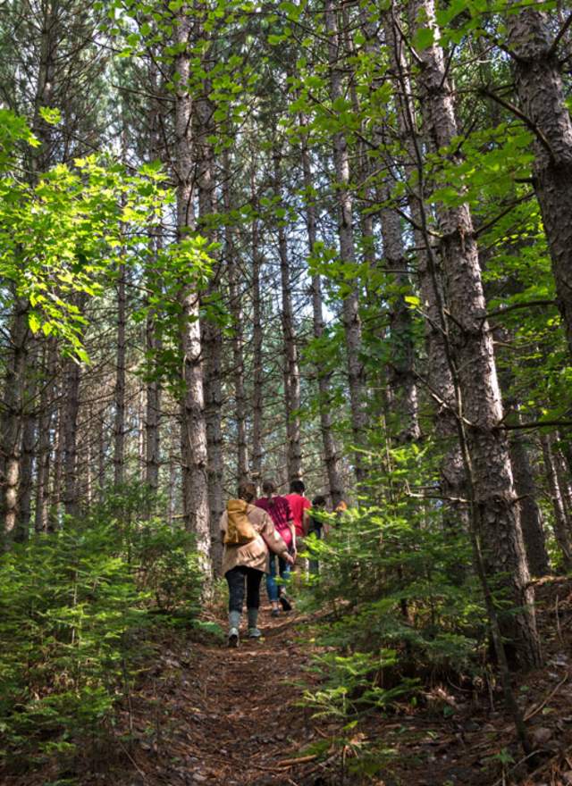 Family hikes on a trail through tall pine trees