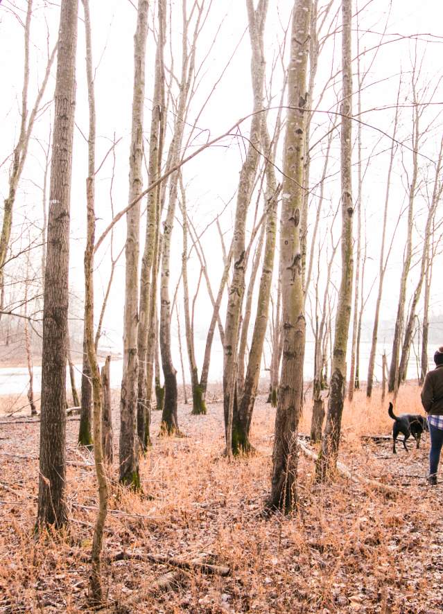 Person walking dog through foggy fall forest by reflective stream in Bloomington.