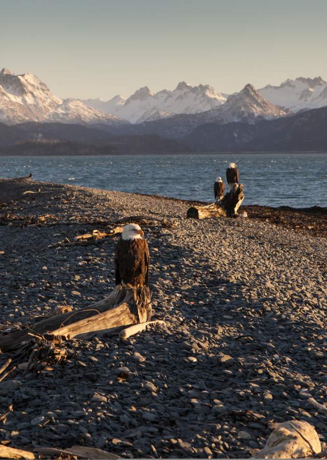 Bald Eagles on the Homer Spit Homer, Alaska