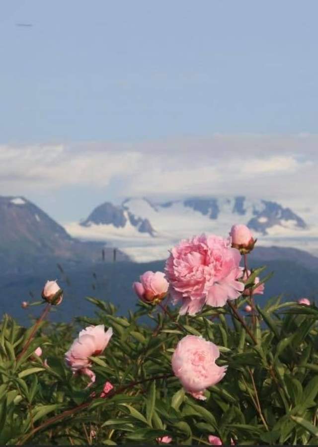 Homer Peony Celebration Homer, Alaska Peonies Blooming with Grewing Glacier in Kachemak Bay in the background.