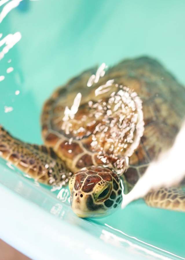 NEST seaturtle roanoke island aquarium