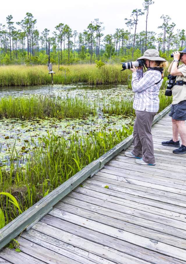 Birdwatching at Big Branch Marsh NWR