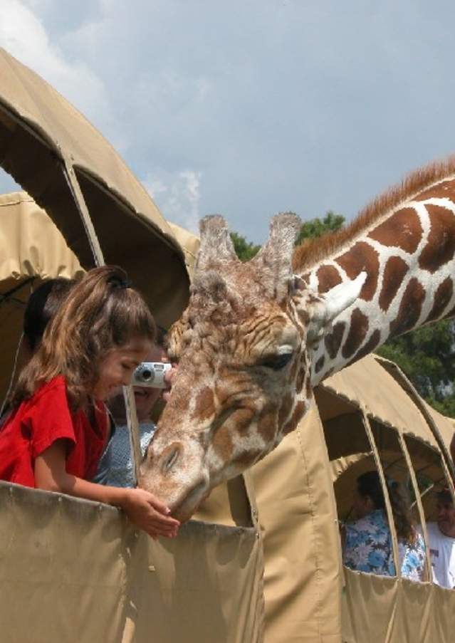 Giraffe at the Global Wildlife Center