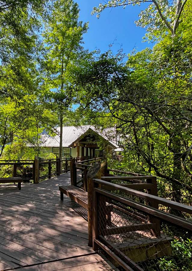 Boardwalk overlook and wooded wetlands surrounding the north side of the Visit The Northshore Visitor Center in Mandeville, Louisiana.