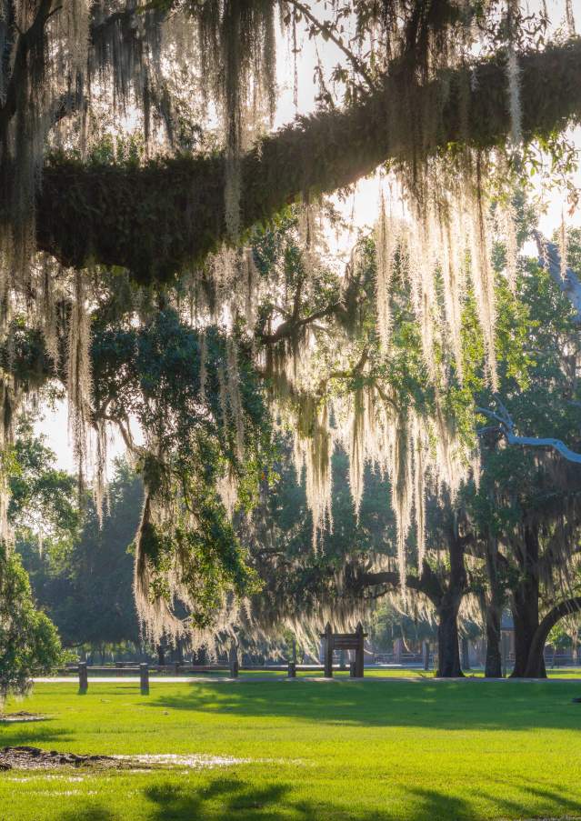 Fontainebleau State Park's ancient, moss-draped live oaks and wide open spaces