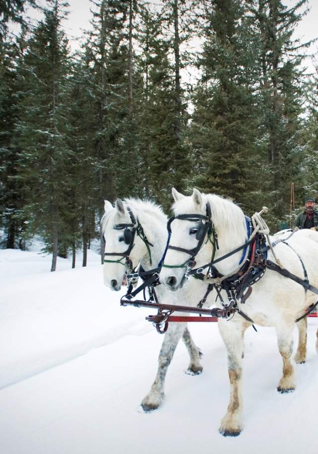 A sleigh ride drives through the woods of Big Sky on a wintery day.