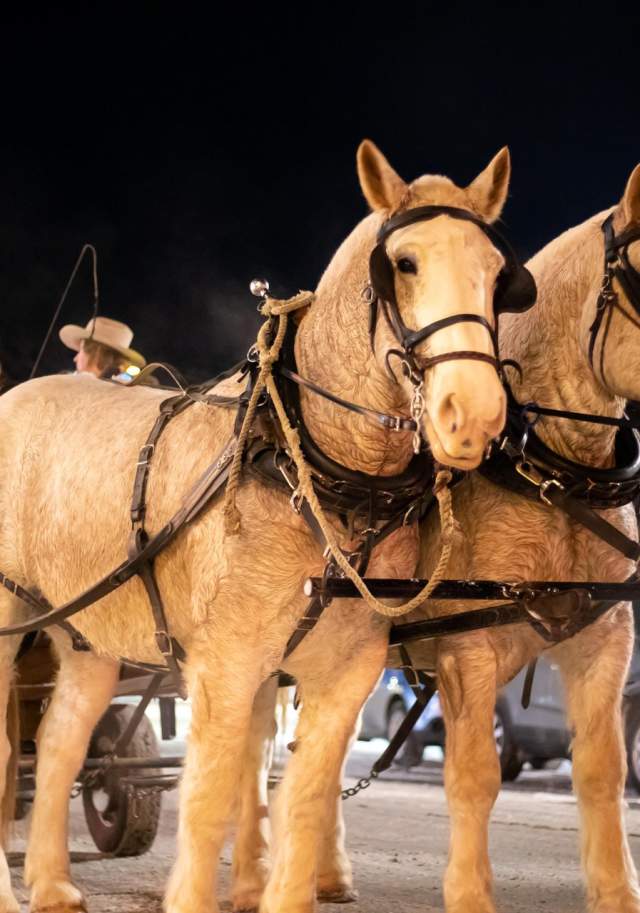 Two white horses pull a festive wagon with passengers, illuminated by holiday lights, against a nighttime backdrop of a charming town.