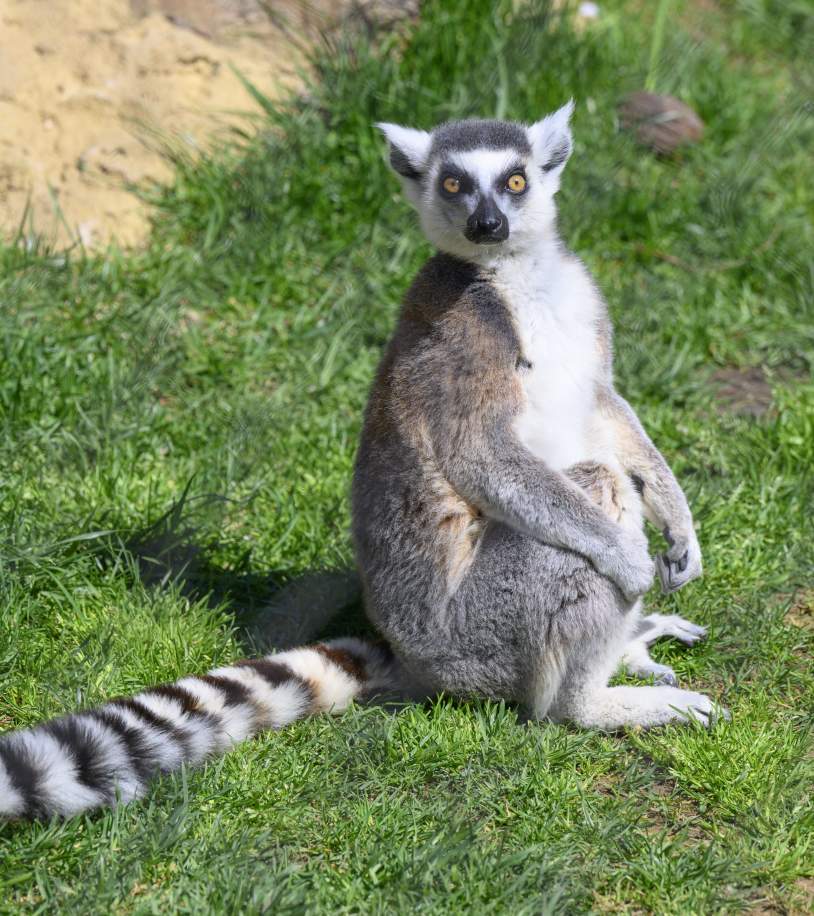 Brandywine Zoo Leemur