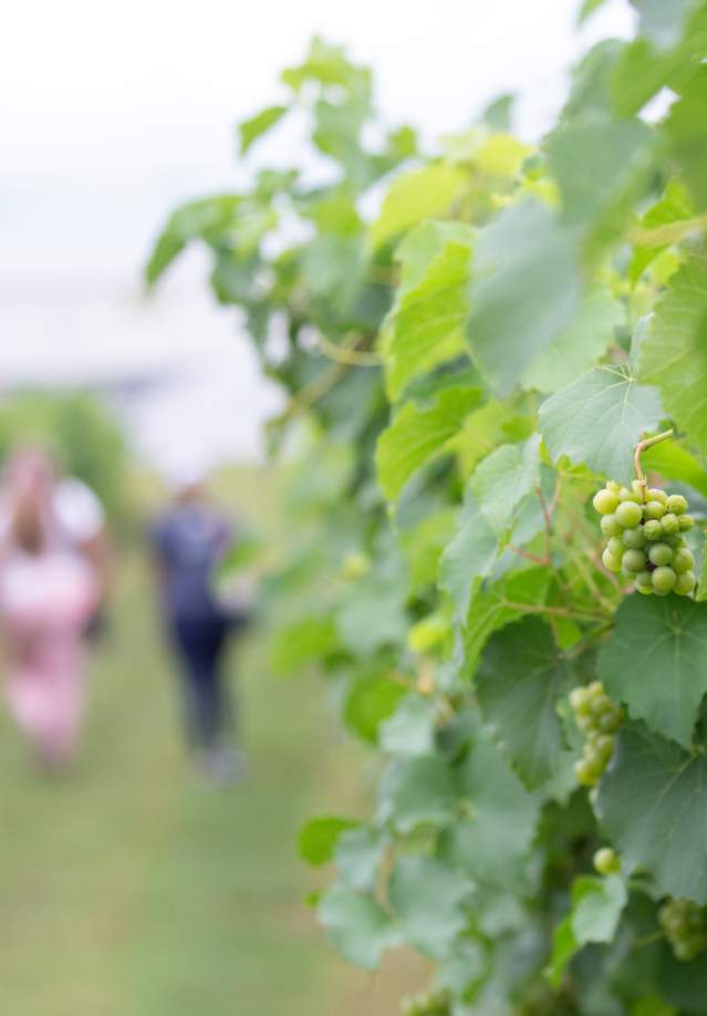 grapes on the vine at Beachaven Winery
