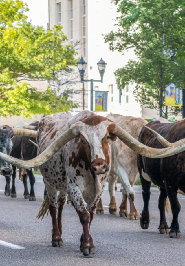 Longhorns in Downtown Amarillo during the Amarillo Cattle Drive
