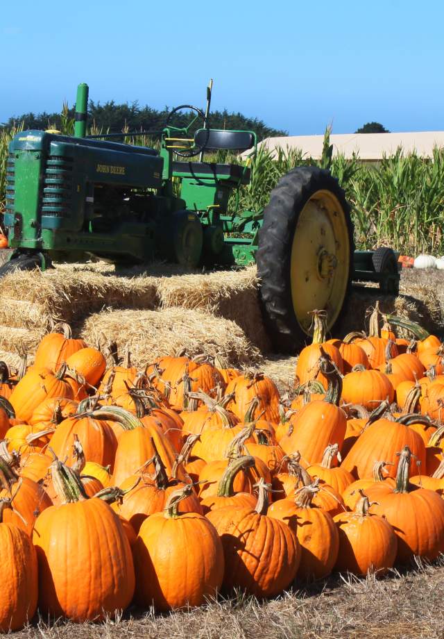 Pumpkins at Farmer John's Farm