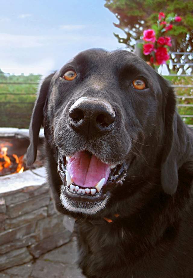 Dog at Moss Beach Distillery