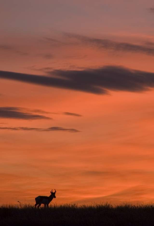 Antelope Sunset Silhouette