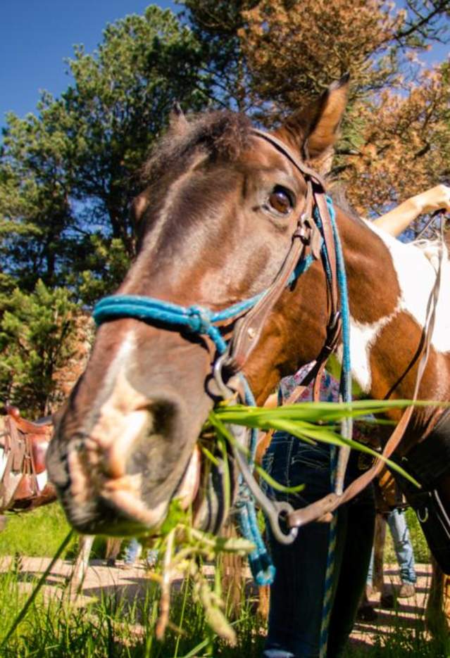 Horse-Horseback-Riding