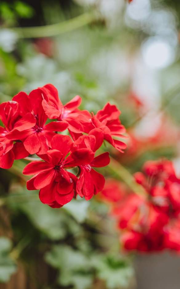 red flowers