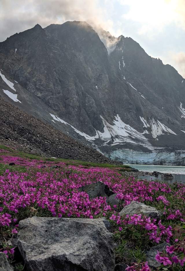 Pink flowers and mountain
