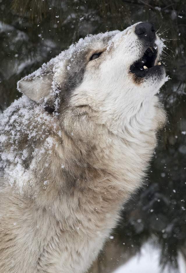 Wolf at Wolf Park