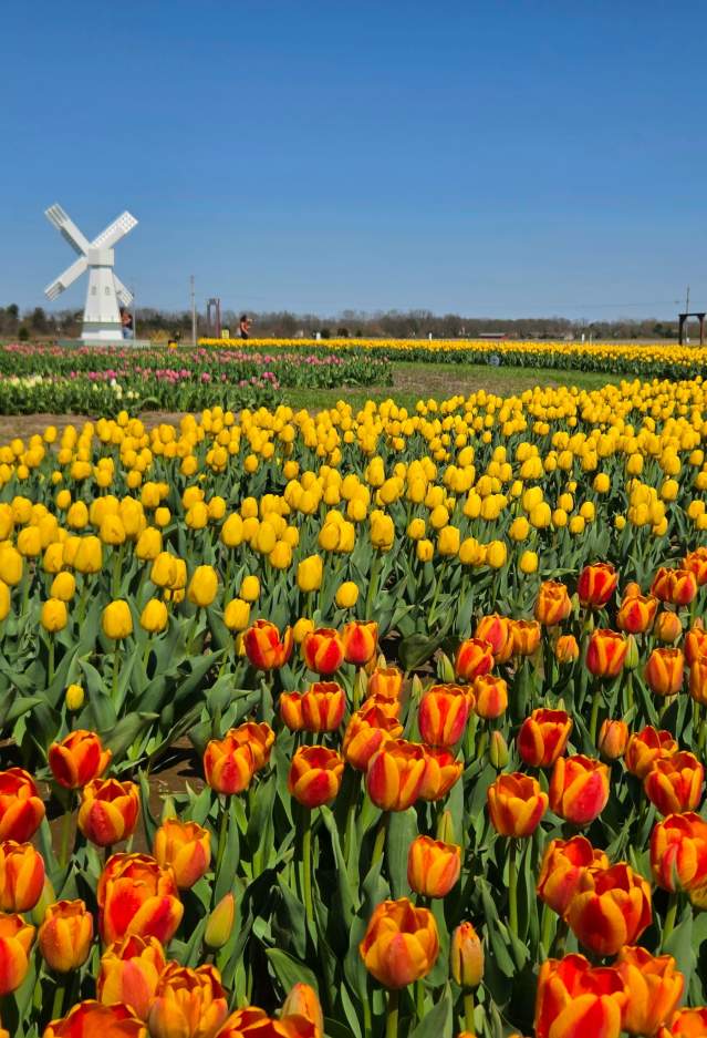 Exploration Acres Tulip Days