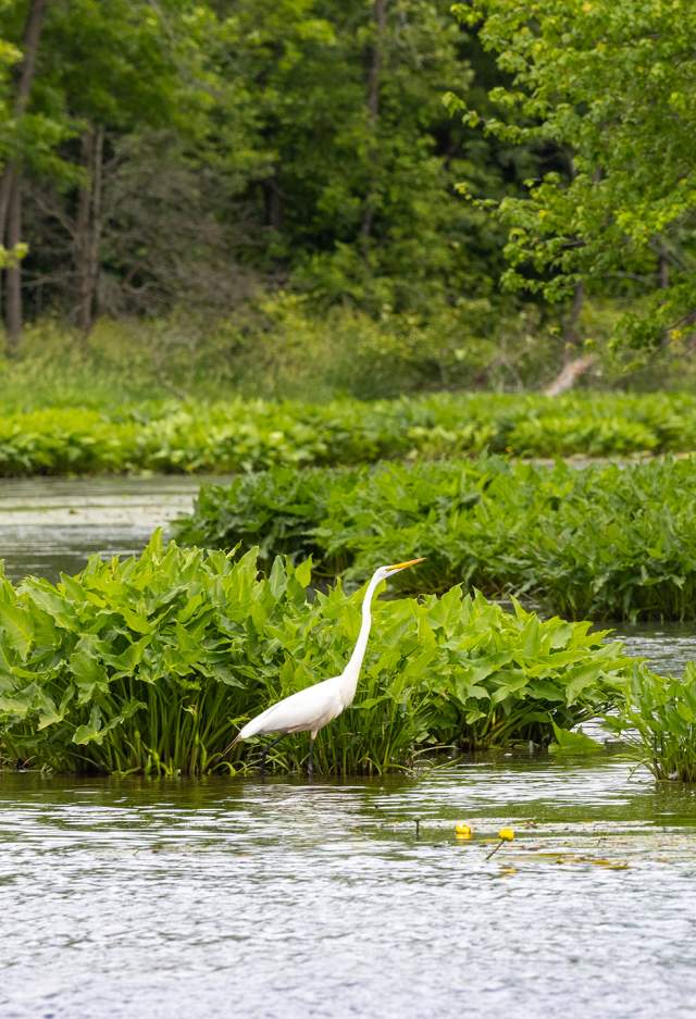 Nature Central Falls Kayak Tour