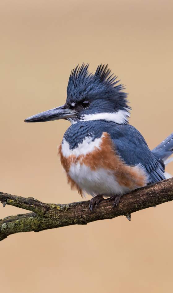 Belted Kingfisher